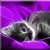 Ceilídh Cat Haas's profile image