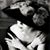 Lauren Winarski's profile image