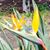 Carol Dundas's profile image