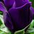 Colleen Bernard's profile image