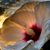 Sell A. Knee Lorraine's profile image