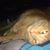 Ciaran Lott's profile image
