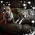 Janet Roberts Williams's profile image