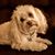 Twilla Westercamp's profile image