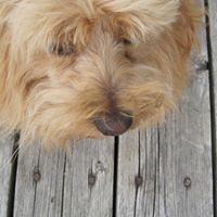 Laura Dow's profile image