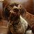 James Doghead Daugherty's profile image