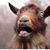 Amy Bradley's profile image
