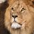 Shelley Hawkos's profile image