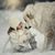 Sue Annear's profile image