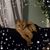 Liz Shenk's profile image