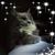 Sherri Brandt's profile image