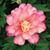 Susan Beth Farwell's profile image
