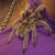Lillith Boyd's profile image