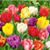 Nancy Foltz's profile image