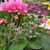 Aster China's profile image