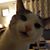 Traci Maass's profile image
