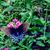 Leslie Lambert Wade's profile image