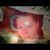 TC Özgürce's profile image