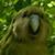 Michael OLeary's profile image