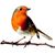 Robin Hancock's profile image
