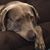 Renee Michele Lentine-Spanburg's profile image