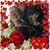 Jean Carroll's profile image