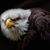 Tim Hedges's profile image