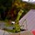 Marminique Coast's profile image