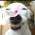 Lannette Phipps's profile image
