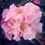 Amy Kuhns Roberts's profile image
