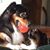 Linda Swinnerton Noble Brown's profile image