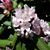 Sarah McIver Fogleman's profile image