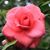 Tiffany Gardiner's profile image