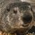 Greg Sentman's profile image