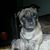 Rosco Thepug's profile image