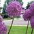 Nancy Larsen's profile image