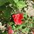 Debra Candelaria-Torres's profile image