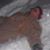Amy Paget's profile image