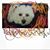 Jorge O. Fernandez's profile image