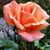 Shannon Creel's profile image