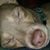Chastity Lynn Honbarger-Sisk's profile image