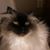 Lori Gooch's profile image