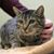 Priscilla Lucrezi's profile image