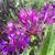 Suz Franklin's profile image