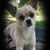 Mo Jo Gimpl's profile image