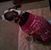 Carol VanDyke's profile image