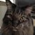 Shelia Morton's profile image