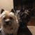 Rhonda Martin DeButts's profile image