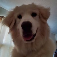 Maureen Compton's profile image