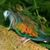 Harikirshnan M's profile image